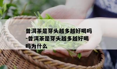 普洱茶是芽头越多越好喝吗-普洱茶是芽头越多越好喝吗为什么