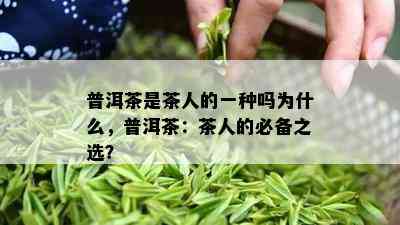 普洱茶是茶人的一种吗为什么，普洱茶：茶人的必备之选？