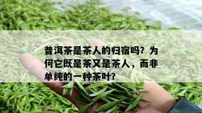 普洱茶是茶人的归宿吗？为何它既是茶又是茶人，而非单纯的一种茶叶？