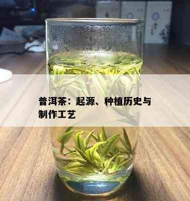 普洱茶：起源、种植历史与制作工艺