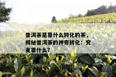 普洱茶是靠什么转化的茶，揭秘普洱茶的神奇转化：究竟靠什么？