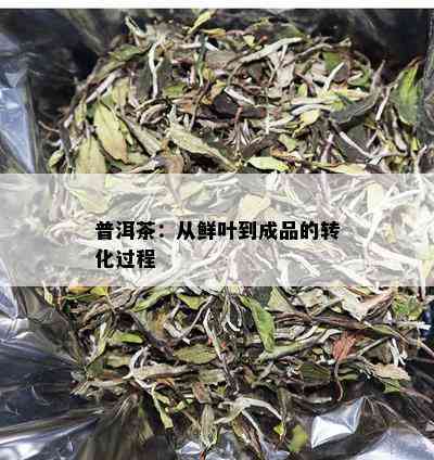 普洱茶：从鲜叶到成品的转化过程