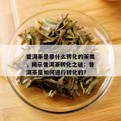 普洱茶是靠什么转化的茶类，揭示普洱茶转化之谜：普洱茶是如何进行转化的？