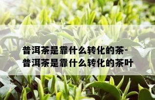 普洱茶是靠什么转化的茶-普洱茶是靠什么转化的茶叶