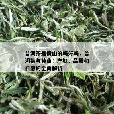 普洱茶是黄山的吗好吗，普洱茶与黄山：产地、品质和口感的全面解析