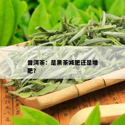 普洱茶：是黑茶减肥还是增肥？