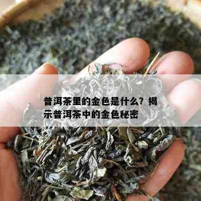 普洱茶里的金色是什么？揭示普洱茶中的金色秘密