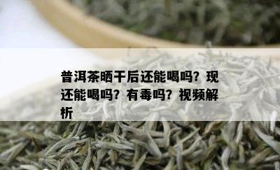 普洱茶晒干后还能喝吗？现还能喝吗？有吗？视频解析