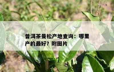 普洱茶曼松产地查询：哪里产的更好？附图片