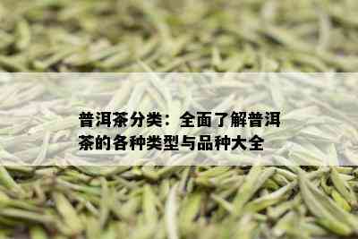 普洱茶分类：全面了解普洱茶的各种类型与品种大全