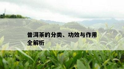 普洱茶的分类、功效与作用全解析