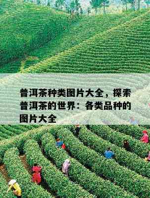 普洱茶种类图片大全，探索普洱茶的世界：各类品种的图片大全