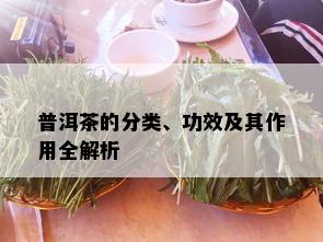 普洱茶的分类、功效及其作用全解析