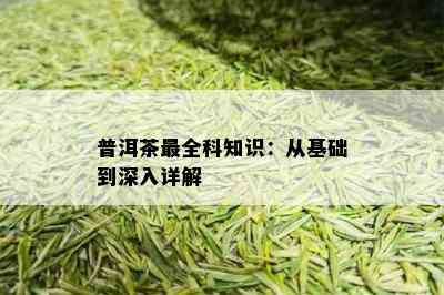 普洱茶最全科知识：从基础到深入详解