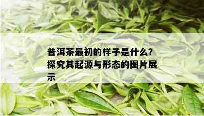 普洱茶最初的样子是什么？探究其起源与形态的图片展示