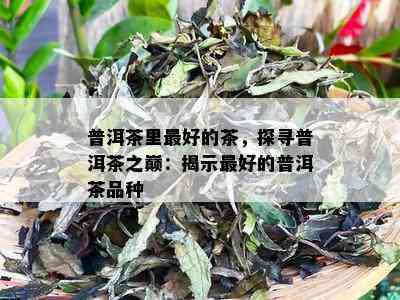 普洱茶里更好的茶，探寻普洱茶之巅：揭示更好的普洱茶品种