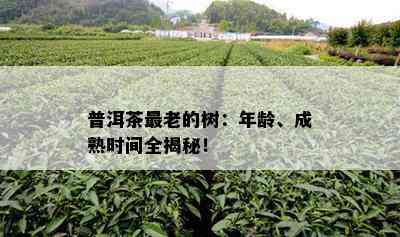 普洱茶最老的树：年龄、成熟时间全揭秘！