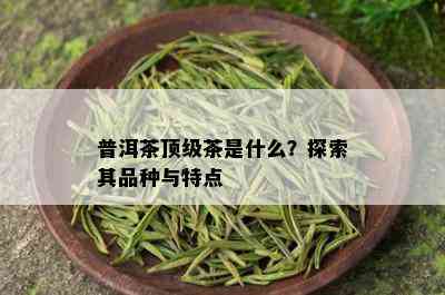 普洱茶顶级茶是什么？探索其品种与特点