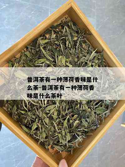 普洱茶有一种薄荷香味是什么茶-普洱茶有一种薄荷香味是什么茶叶