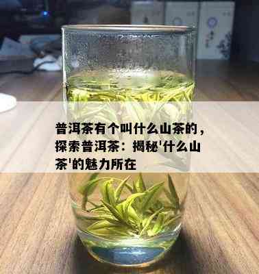 普洱茶有个叫什么山茶的，探索普洱茶：揭秘'什么山茶'的魅力所在