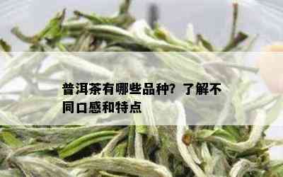 普洱茶有哪些品种？了解不同口感和特点