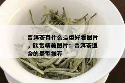 普洱茶有什么壶型好看图片，欣赏精美图片：普洱茶适合的壶型推荐