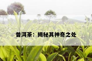 普洱茶：揭秘其神奇之处