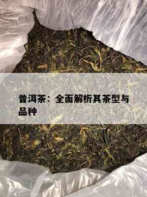 普洱茶：全面解析其茶型与品种