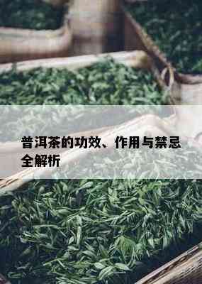 普洱茶的功效、作用与禁忌全解析