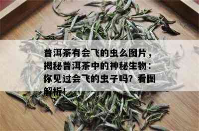 普洱茶有会飞的虫么图片，揭秘普洱茶中的神秘生物：你见过会飞的虫子吗？看图解析！