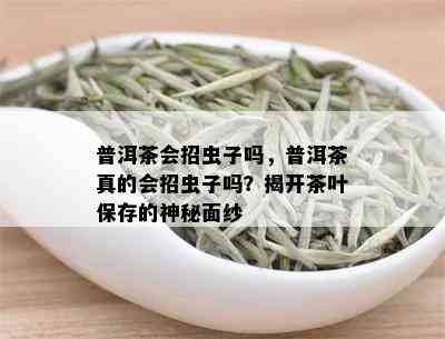 普洱茶会招虫子吗，普洱茶真的会招虫子吗？揭开茶叶保存的神秘面纱