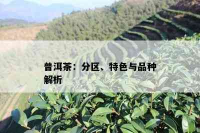 普洱茶：分区、特色与品种解析