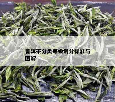 普洱茶分类等级划分标准与图解