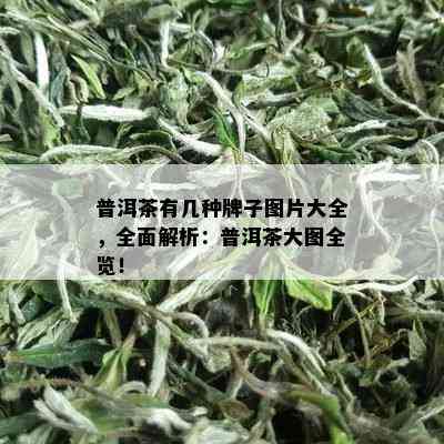 普洱茶有几种牌子图片大全，全面解析：普洱茶大图全览！