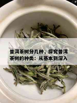 普洱茶树分几种，探究普洱茶树的种类：从基本到深入