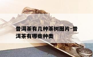 普洱茶有几种茶树图片-普洱茶有哪些种类