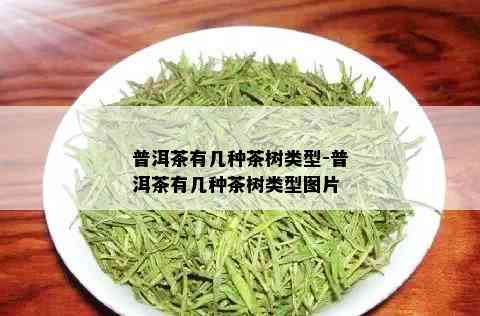 普洱茶有几种茶树类型-普洱茶有几种茶树类型图片