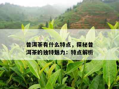 普洱茶有什么特点，探秘普洱茶的独特魅力：特点解析