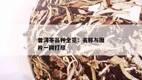 普洱茶品种全览：名称与图片一网打尽