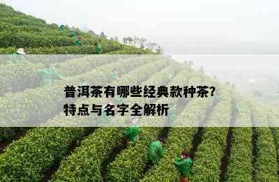 普洱茶有哪些经典款种茶？特点与名字全解析