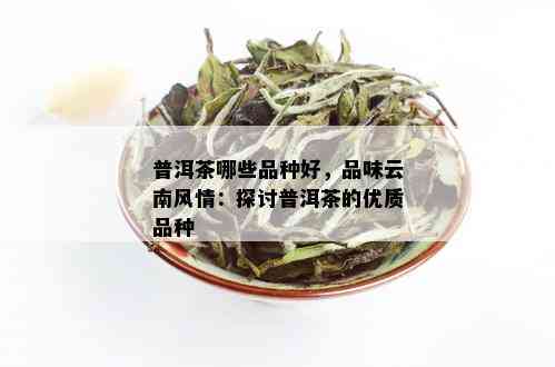 普洱茶哪些品种好，品味云南风情：探讨普洱茶的优质品种