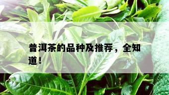 普洱茶的品种及推荐，全知道！