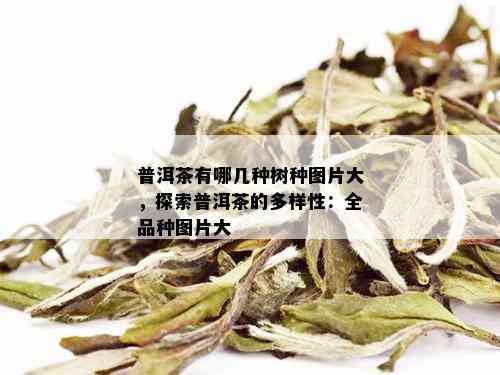 普洱茶有哪几种树种图片大，探索普洱茶的多样性：全品种图片大