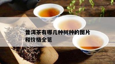 普洱茶有哪几种树种的图片和价格全览