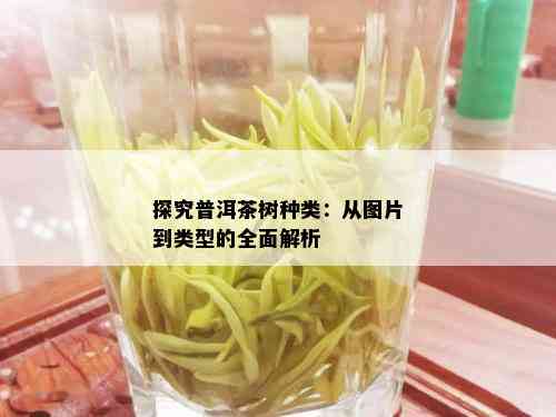 探究普洱茶树种类：从图片到类型的全面解析