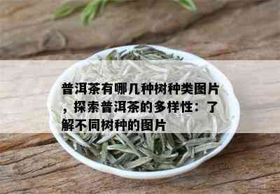 普洱茶有哪几种树种类图片，探索普洱茶的多样性：了解不同树种的图片