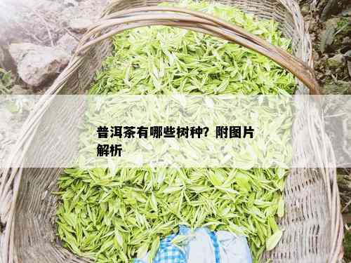 普洱茶有哪些树种？附图片解析