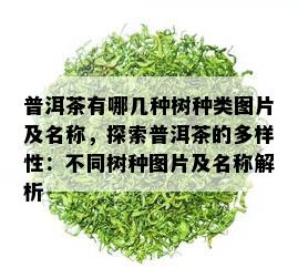 普洱茶有哪几种树种类图片及名称，探索普洱茶的多样性：不同树种图片及名称解析