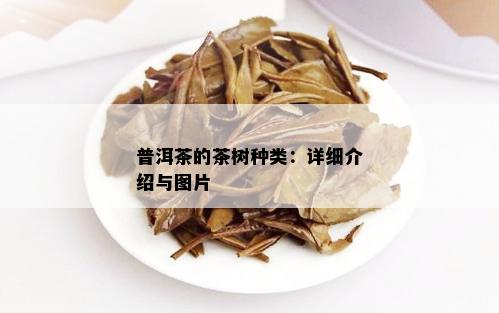 普洱茶的茶树种类：详细介绍与图片