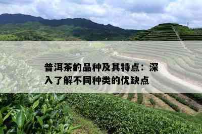 普洱茶的品种及其特点：深入了解不同种类的优缺点